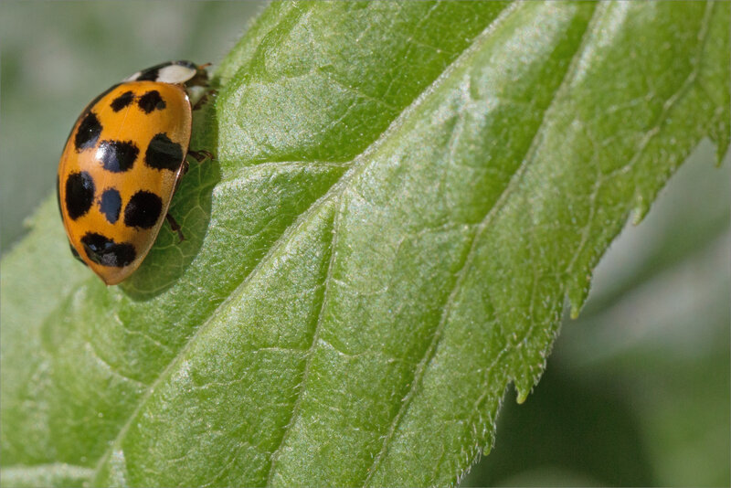 SM ville coccinelle arrière 170618