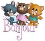 bonjour_3_chatons