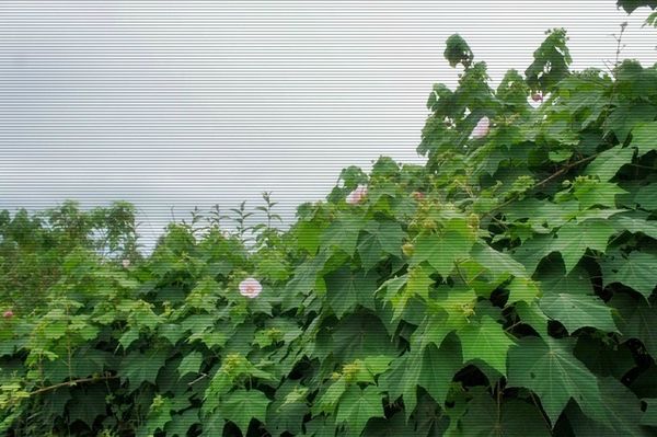 FLEURS ROSES DE LOIN