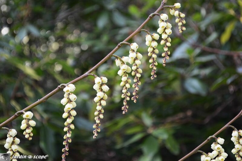 Stachyurus praecox • Famille Stachyuraceae