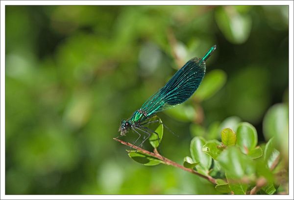 libell demoiselle mange 2 290712