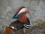 canard%20mandarin