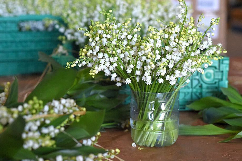 muguet