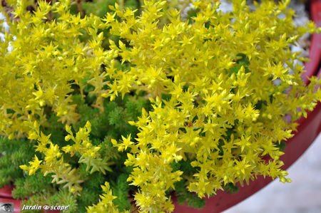 Sedum_sexangulare