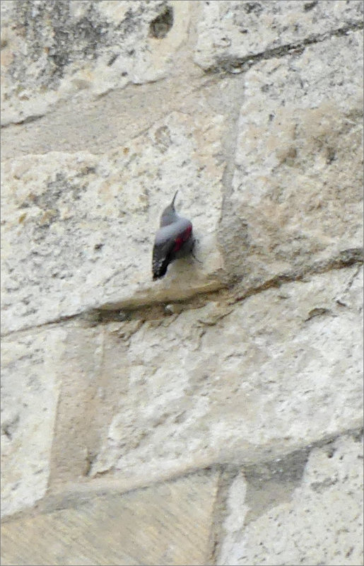 Oiseau tichodrome donjon Niort 271122 8 ym