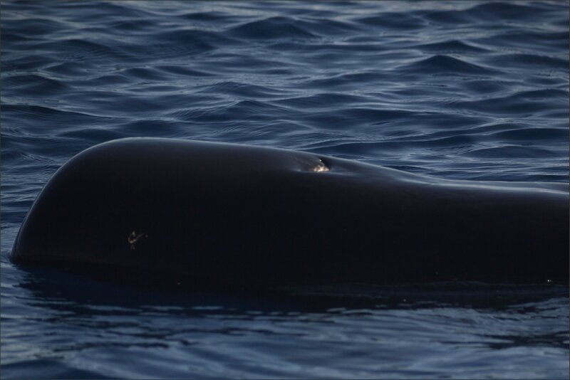 Tenerife lulu baleine 22 240913 proxi oeil