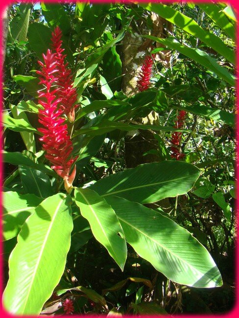 blog_alpinia3