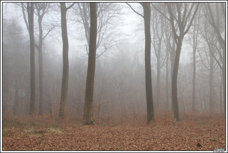 forêt de Stambruges