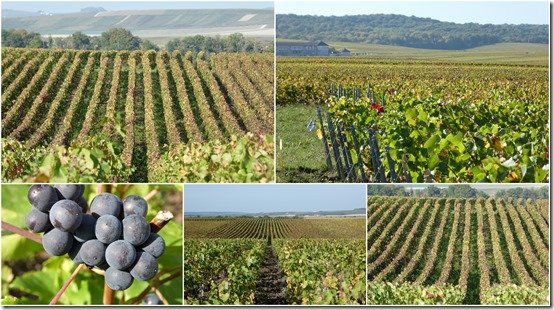 vignes octobre 20234