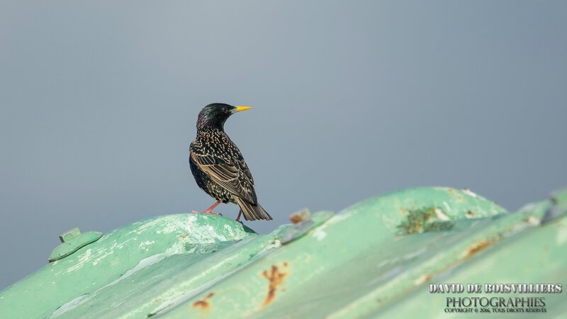 Etourneau Sansonnet (Sturnus Vulgaris)