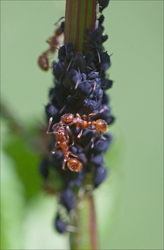Galuchet fourmis pucerons 040514 3