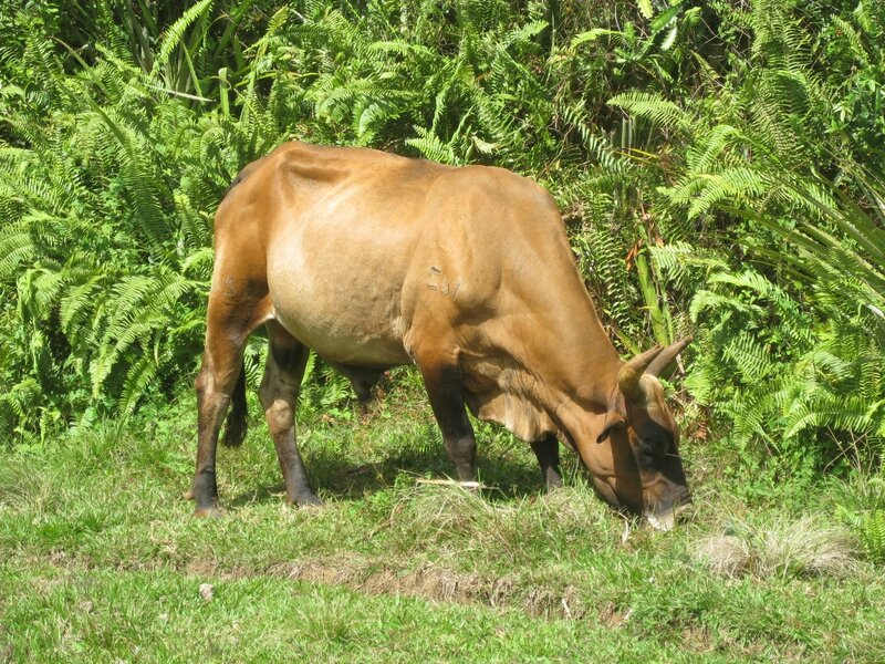 criollo cubano 5