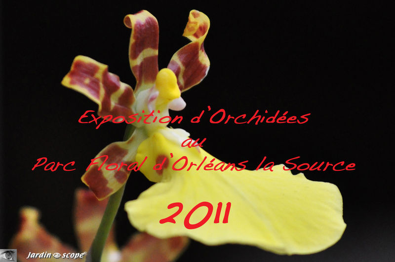 Exposition d'Orchidées 2011