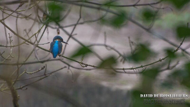 Martin-pêcheur d'Europe (Alcedo atthis - Common Kingfisher)