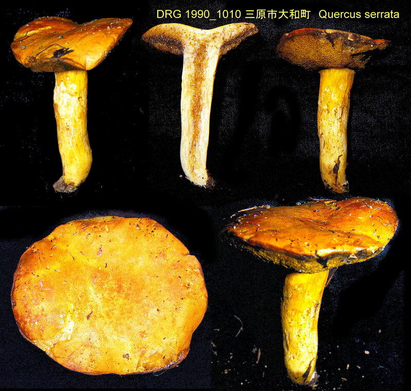 Boletus_auripes_1990_1010_montage