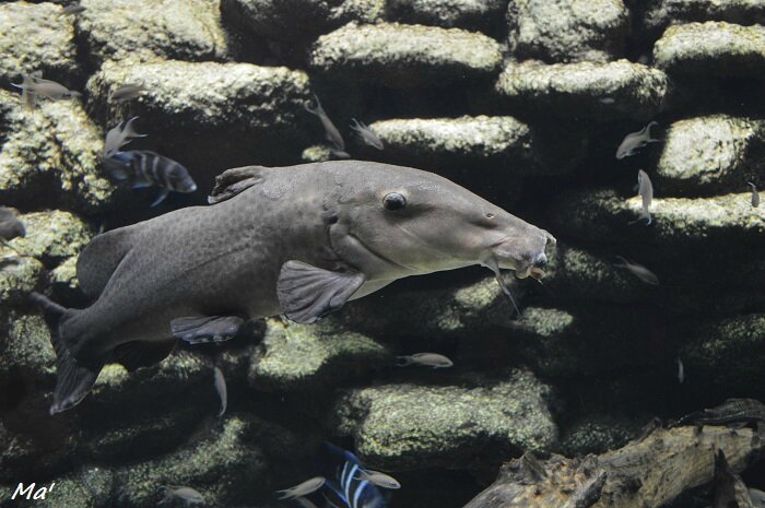 160131_aquarium_Allex_10