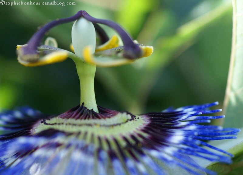 MM passiflore près