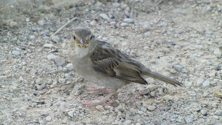 Parc_Gerland_oiseau2