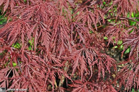 Acer-palmatum-Dissectum-Garnet