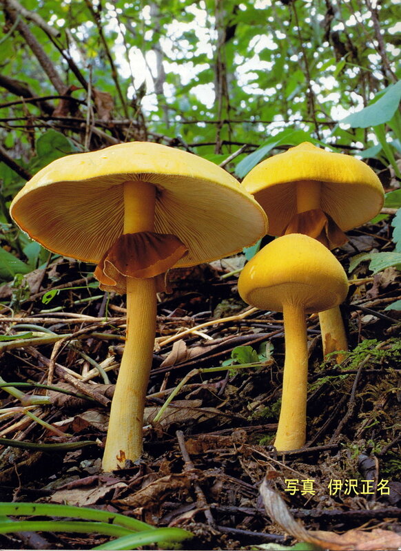 Phaeolepiota_aurea_redim4000