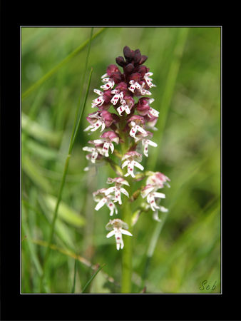 Orchis_br_l___Orchis_ustulata_