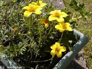 bidens_2