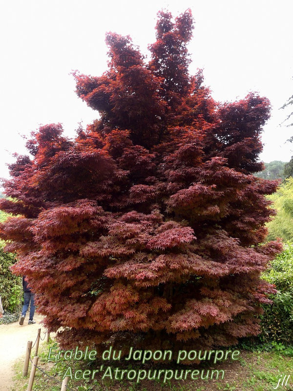 P1730491 Érable du Japon pourpre Acer'Atropurpureum