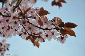 Prunus