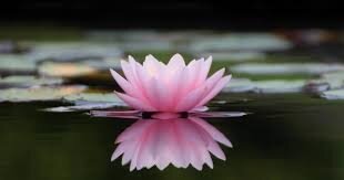 RÃ©sultat de recherche d'images pour "lotus flower"