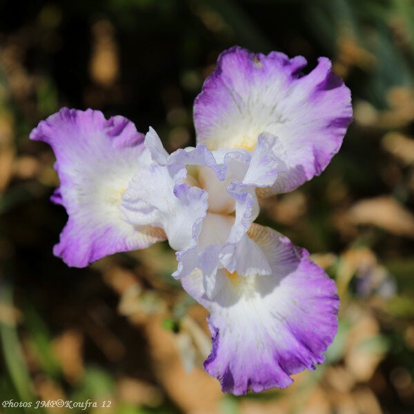 Photos JMP©Koufra 12 - Fleurs Irris - 19062018 - 023