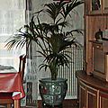 Le Kentia, un palmier d'intérieur peu exigeant…