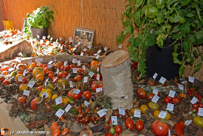 PAT_8706-Tomatophiles
