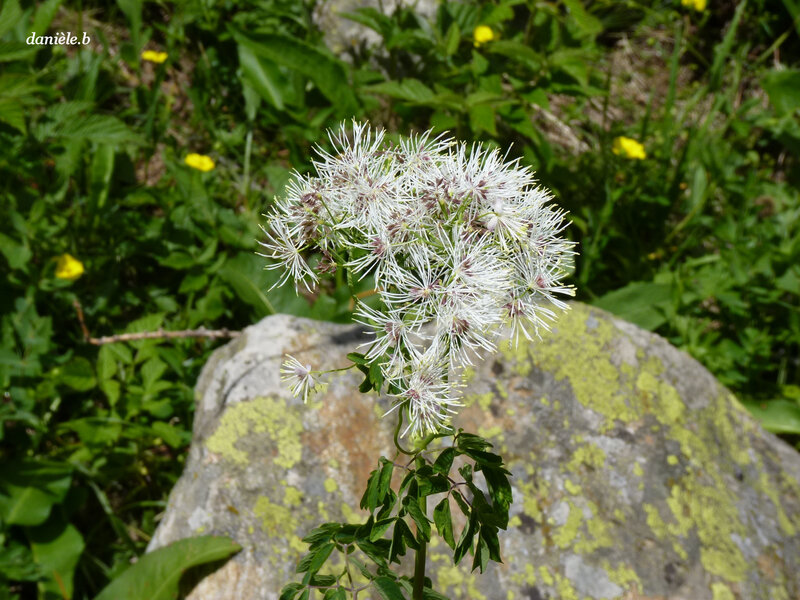P1130344___Copie