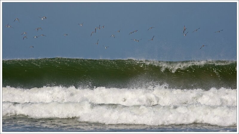 MS Oleron gravelots vol vague 130914