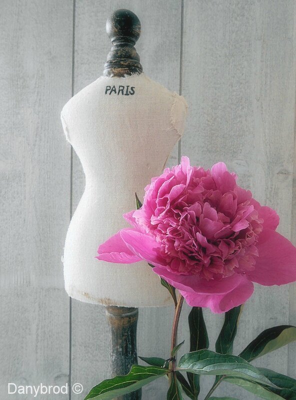pivoine7