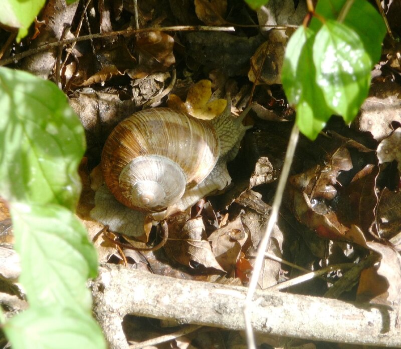 Escargot Bourgogne... montres moi tes cornes!