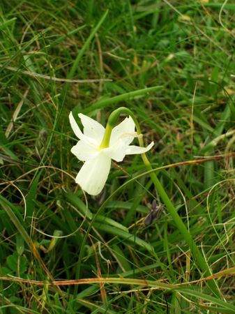 Narcisses Glénan4