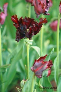 IMG_2292copie2