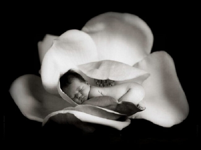 ANNE GEDDES2,,