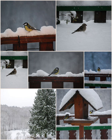 oiseaux_sous_la_neige