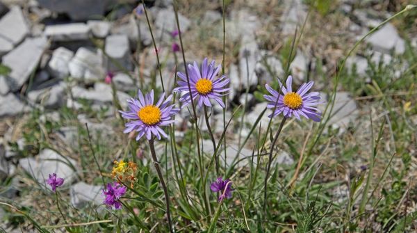 Aragon CM fleurs aster 250612