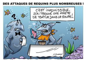 requin web