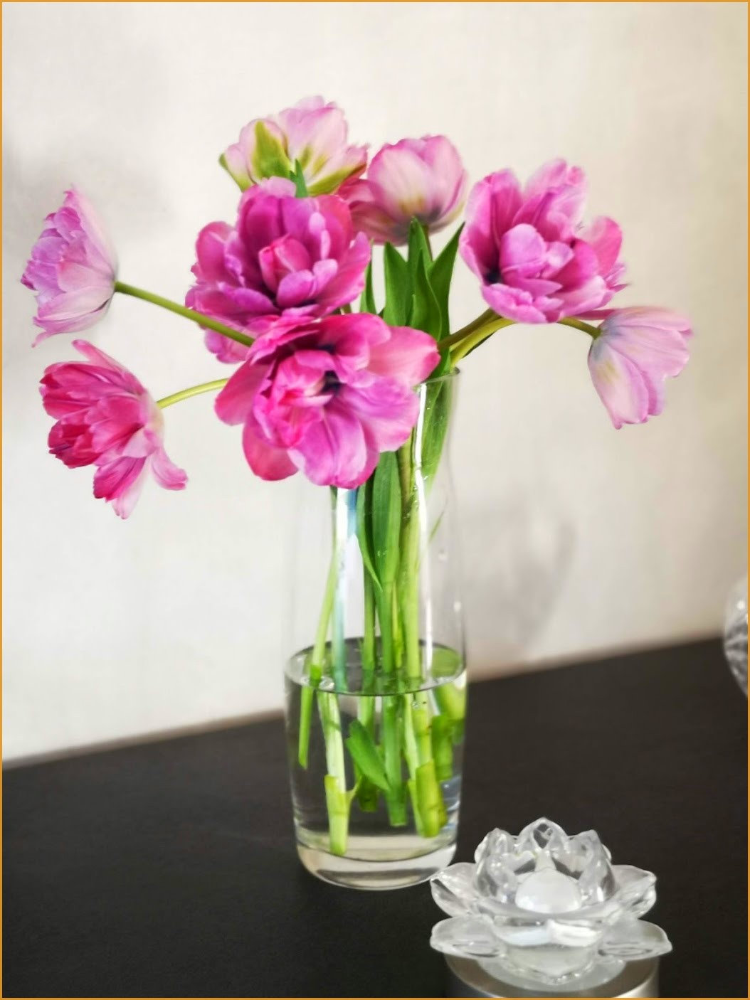 tulipesmauves1