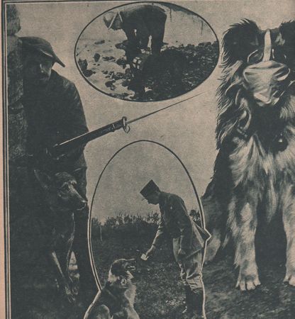 masque_chien