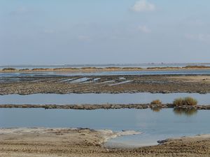 Camargue_ao_t_2009__4_