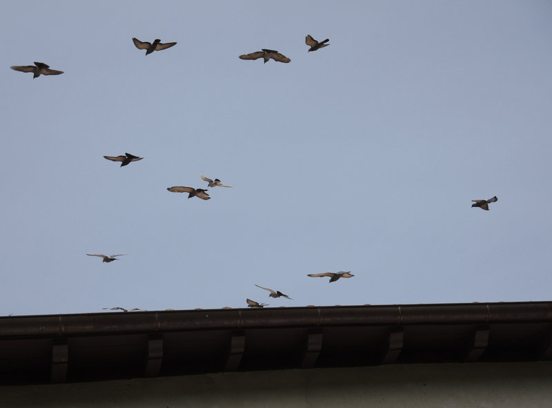 Mendionde, église, pigeons (64)