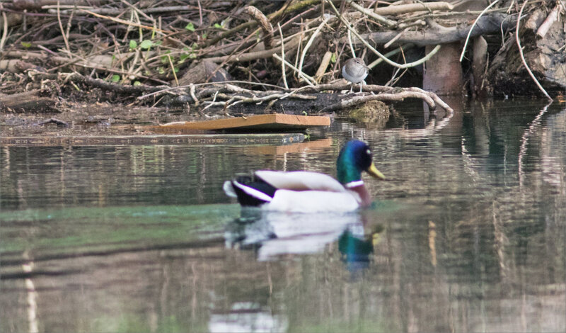 Ville oiseau chevalier Guignette 080420 2 ym canard