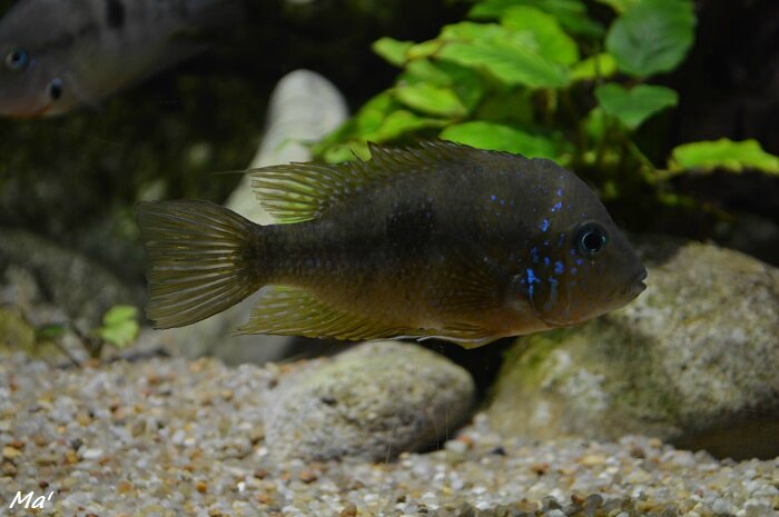 160131_aquarium_Allex6