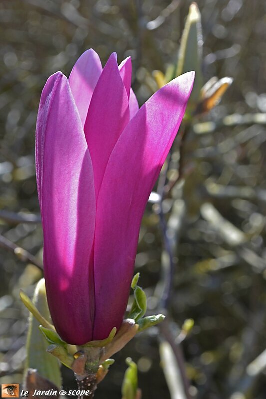 Gand magnolia du Parc Floral en fleurs