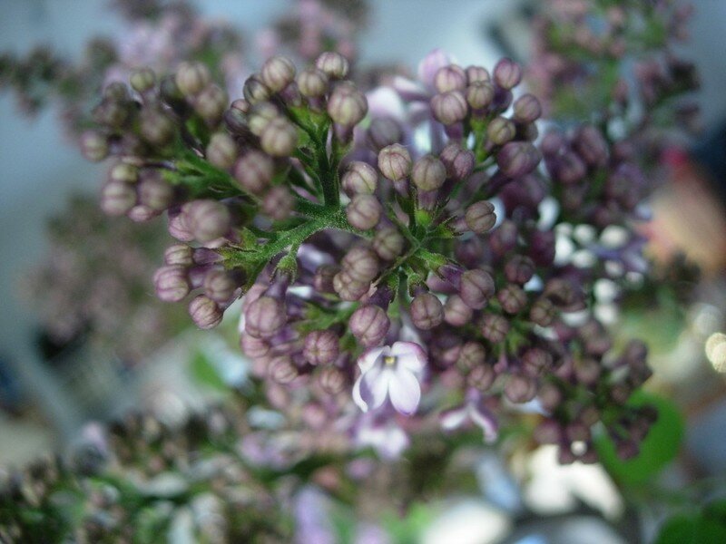 lilas